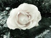 White Rose